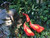 Set of 3 medium sized Fishies - 2nds