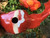 Set of 3 medium sized Fishies - 2nds