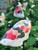 Set of 3 Kohaku Koi 2nds - FREE SHIPPING