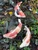 Small Kohaku Koi
Garden Art
Fish in the Garden 