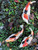 Set of 3 Medium Kohaku koi  2nds