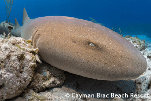 brac-beach-resort-nurse-shark.jpg