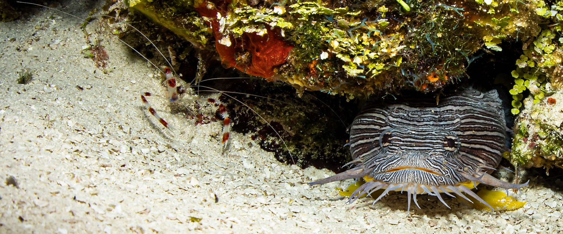 cozumel-iberostar-splendid-toadfish.jpg