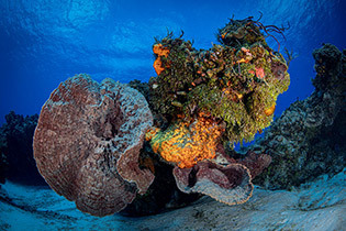 cozumel-mexico-colorful-coral.jpg