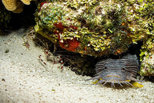 cozumel-splendid-toadfish.jpg