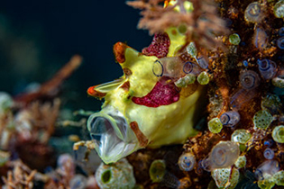 frogfish-philippines-bohol-magic-oceans.jpg