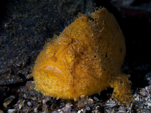 komodo-indonesia-frogfish-rami.jpg