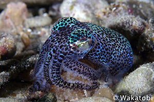 shorttail-squid-wakatobi.jpg