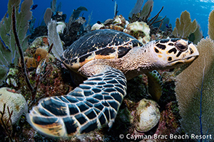 turtle-caman-brac-beach-resort.jpg