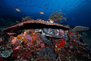 turtle-resting-under-coral-ledge.jpg