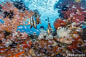 waitii-ridge-wakatobi-shallows.jpg
