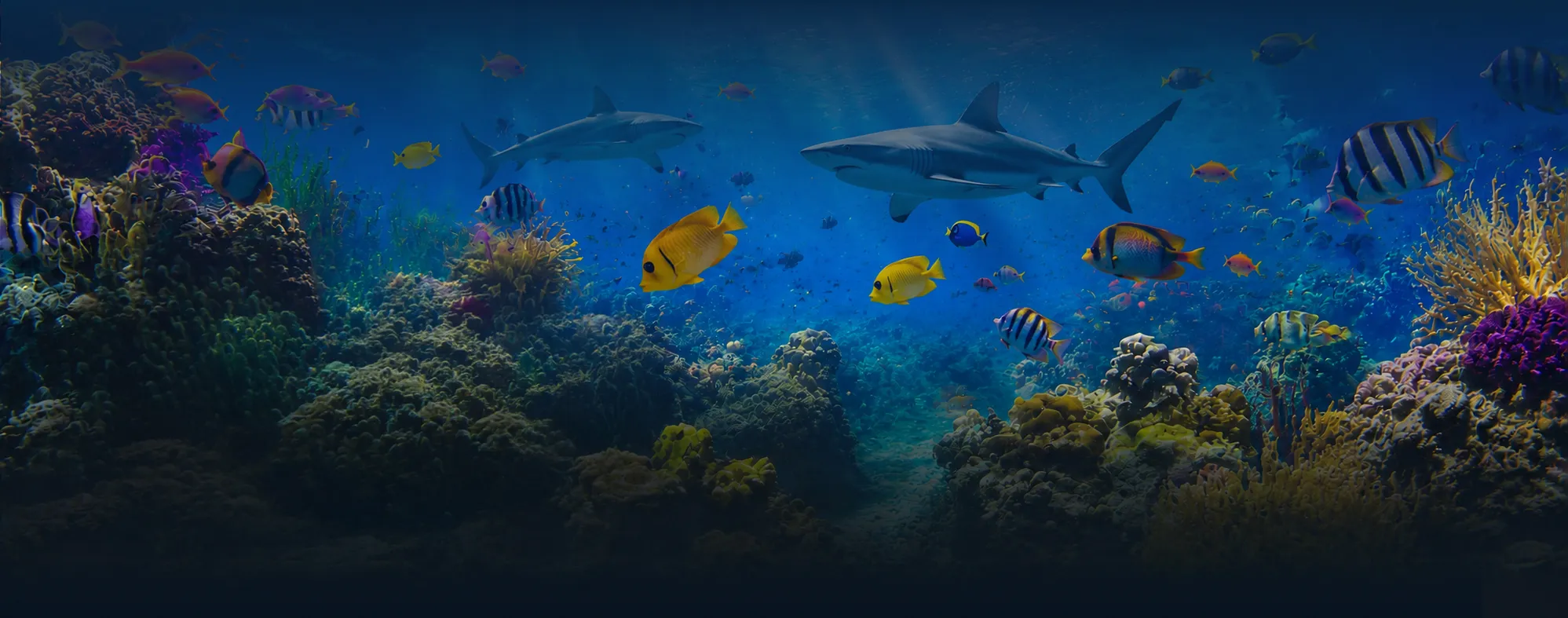 Diving Journey