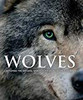 Wolves: Capturing the Natural Spirit of These Incredible Animals
