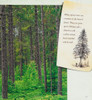 A Walk in the Boreal Forest