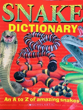 Snake Dictionary