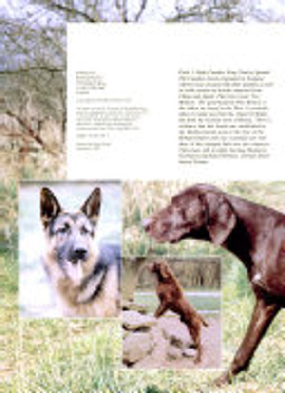 Dogs