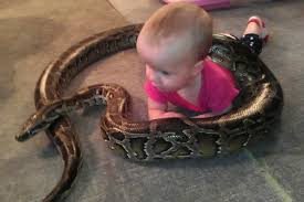This baby loves python look at that how neat
