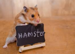 Normal Hamster
