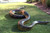 Anaconda