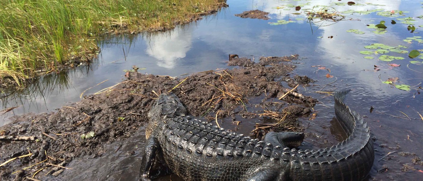 The everglades