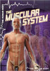 The Muscular System