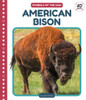 American Bison
