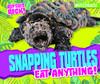 Snapping Turtles Eat Anything! (Reptiles Rock!)