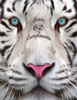 Buon 62O Compleanno: Libro Di Compleanno A Tema Tigre Bianca Che Pu? Essere Usato Come Diario O Quaderno. Meglio Di Una Compleanno Carta! (Italian Edition)