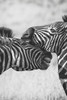 Zebra Kalender: Zebra Kalender 2019/2020 Ab Juli - Terminplaner Ab Jahresmitte | A5+ | Geschenk F?r Zebra Liebhaber (German Edition)