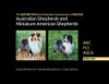 The Definitive Breed Standard Comparison In Photos For Australian Shepherds And Miniature American Shepherds: Akc, Fci, Asca. English