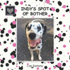 Indy'S Spot Of Bother: Team Golden Oldies #9