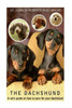 The Dachshund: A Vet'S Guide On How To Care For Your Dachshund