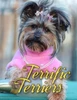 Terrific Terriers (Dogs Picture Book - Precious Pooches)