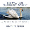 The Swans Of Kensington Garden: A Photo Book Of Swans