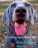 The Adventures Of Poppy Mae: Who Is Poppy Mae?