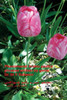 Phenomenal Arabic Poetry Phrases Written By Genie (Arabic Edition)