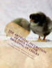 The Artificial Incubation Of Eggs And The Brooding Of Chicks