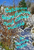 Catching Snowflakes And Other Poems