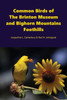 Common Birds Of The Brinton Museum And Bighorn Mountains Foothills