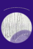 Daffodil Hill And the Purpose of the Lavender Fields. LARGE PRINT EDITION: Large Print