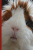 Guinea Pig Says Write