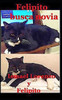 Felipito busca novia (Spanish Edition)