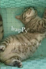 Happy² Pure Slush Vol. 15