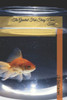 The Greatest Fish Story Never Told