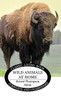 Wild Animals At Home
