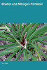 Shallot And Nitrogen Fertilizer