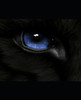 Wolf: Answers: Book 2 Of The Wolf Series.