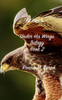 The Hawk
