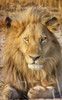 The Heart Of A Lion