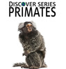 Primates (Discover)
